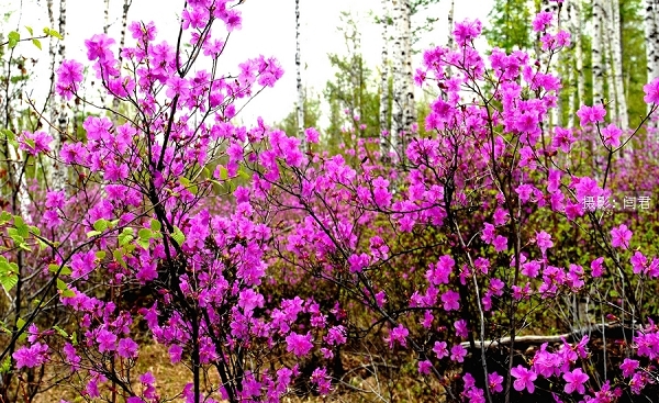 兴安杜鹃花